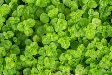 Nature in garden happy time © preecha