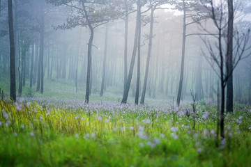 morning fog in the pine forest