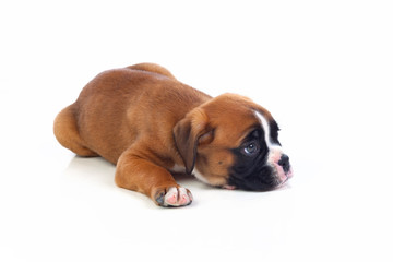 Adorable puppy lying on the floor