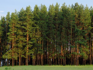 Сосновый лес © igor2