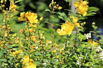 Obraz premium blood St John's wort