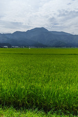 Fototapeta premium 夏の六日町の田園風景