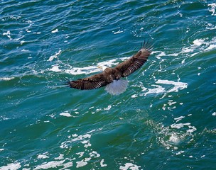 Bald Eagle Gliding