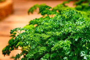 Parsley (etroselinum crispum (Mill.) Fuss) ,Parsley is a vegetable.