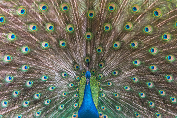 Naklejka premium Peacock spreading his tail