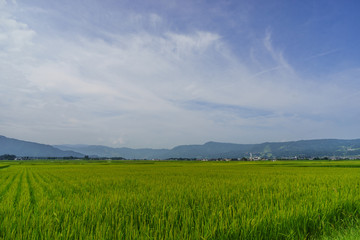  夏の六日町の田園風景