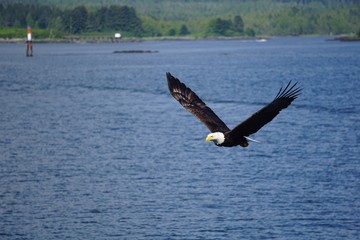 Eagle in Flight