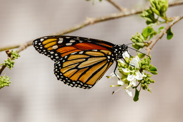 Queen butterfly perched on the edge of a tree branch and feeding on small white blossoms in Phoenix, Arizona.  
