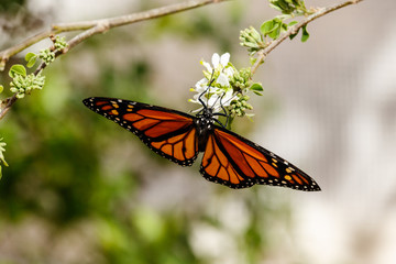 Queen butterfly hanging upside down with wings spread and feeding on small white blossoms. In Phoenix, Arizona.  
