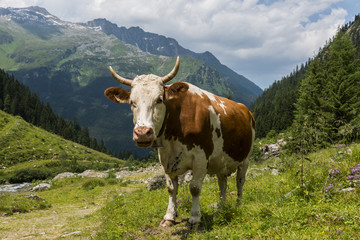Fototapeta na wymiar Cow in Austrian Mountains