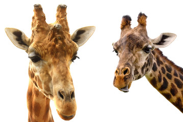 Giraffe heads isolated on white background close-up © mbolina