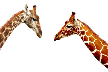 Giraffe heads isolated on white background