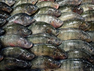 Bunch of fresh Tilapia Fish