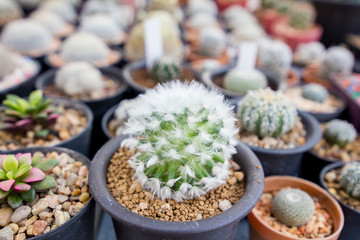 Close-up of cactus in the pot