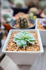 Top View of Agave in Pot