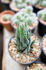 Top view of Haworthia attenuata in gray potto in pot