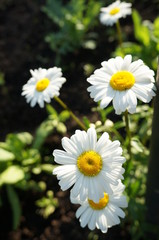 Obraz premium Chamomile in the sun