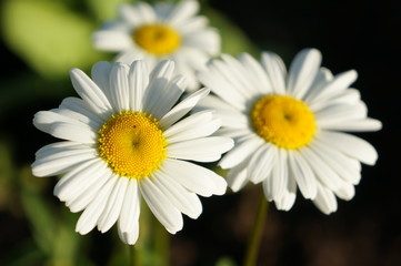 Obraz premium Chamomile in the sun