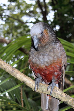 New Zealand Kaka Parrot