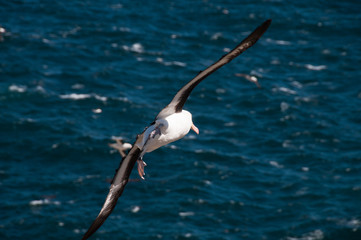 Black-Browed Albatross on Westpoint Island