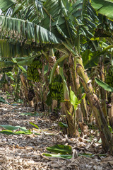 Banana plantation