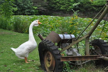 Gans und Landmaschine