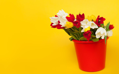 Tulips in red bucket