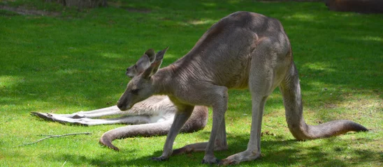 Cercles muraux Kangourou The kangaroo is a marsupial from the family Macropodidae (macropods, meaning 'large foot').