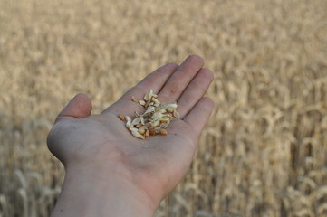 Getreide in einer Hand
