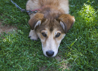 Beautiful dog resting in green grass on hot summer day