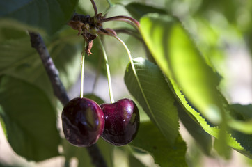 Beautiful,ripe cherries are ready for picking