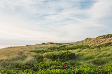 Naklejka premium Dünenlandschaft auf Sylt