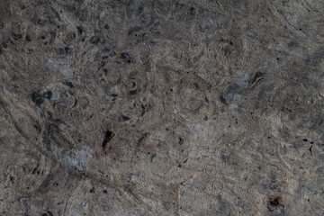 texture of  bark wood
