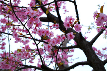 plum blossom in japan