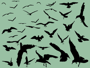 large and small gulls on green background