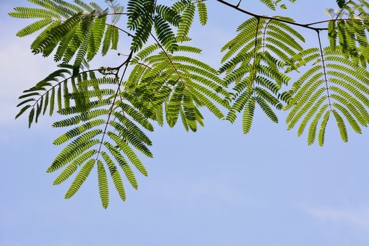 初夏のネムノキの葉（Young leaves of Mimosa, Persian silk tree&nbsp;or Pink siris in early summer）