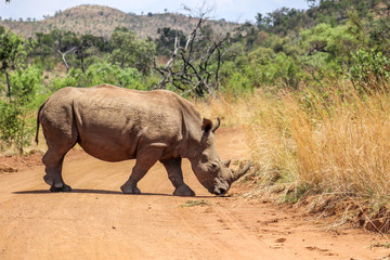 Naklejka premium White Rhinoceros ( Ceratotherium simum )