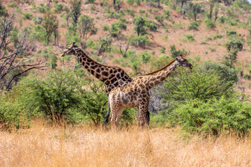 Southern Giraffe (Giraffa giraffa)