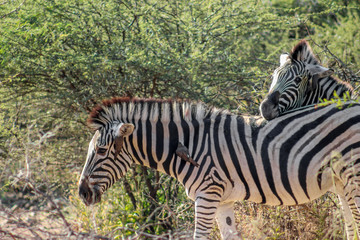 Burchels zebra (Equus zebra zebra)