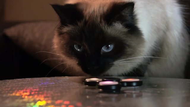 The cat spins the dreidel. Fashionable toy.