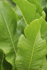 Зеленые листья хрена. Крупный план. Вертикальный фон.