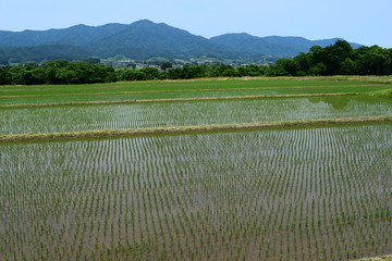 初夏の水田と山並み