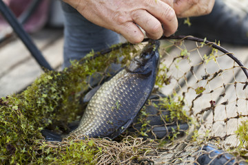 A fish in fisherman's hand, small depth of field  Catching freshwater fish on green grass. Catching fish - common bream. Catfish. Asp and bait