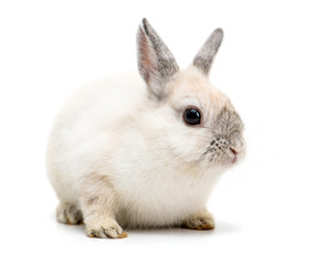 white rabbit isolated on a white background