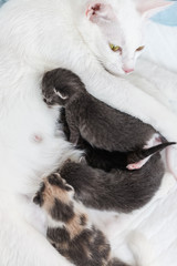 mum-cat breast-feeding her little kittens, lie on white bakground