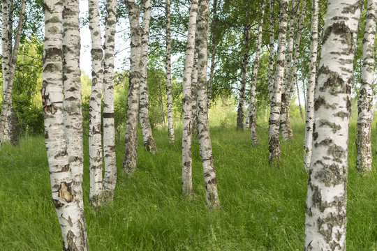 Birch trees in summer