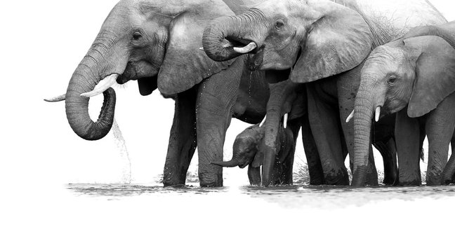 Isolated on white,  black and white photo of four African Bush Elephants, Loxodonta africana, herd from adults to newborn calf, drinking at waterhole. Kruger, South Africa.