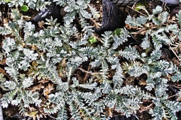 Piantine in vivaio di Glaucium flavum