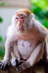 A monkey female sits on a tree branch in nature