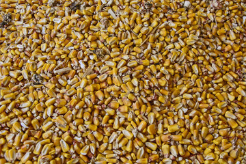 Corn in grain